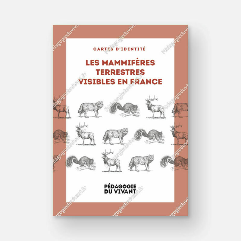 Couverture du fichier les mammifères terrestres visibles en France métropolitaine