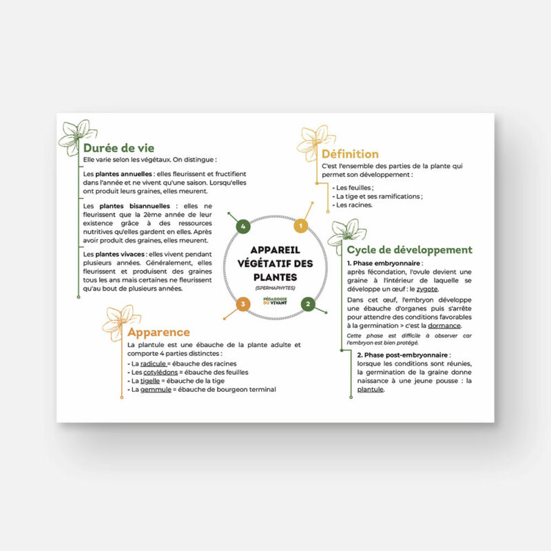 Une carte mentale présentant l'appareil végétatif des plantes.