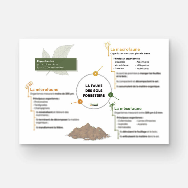 Une carte mentale présentant la faune des sols forestiers.