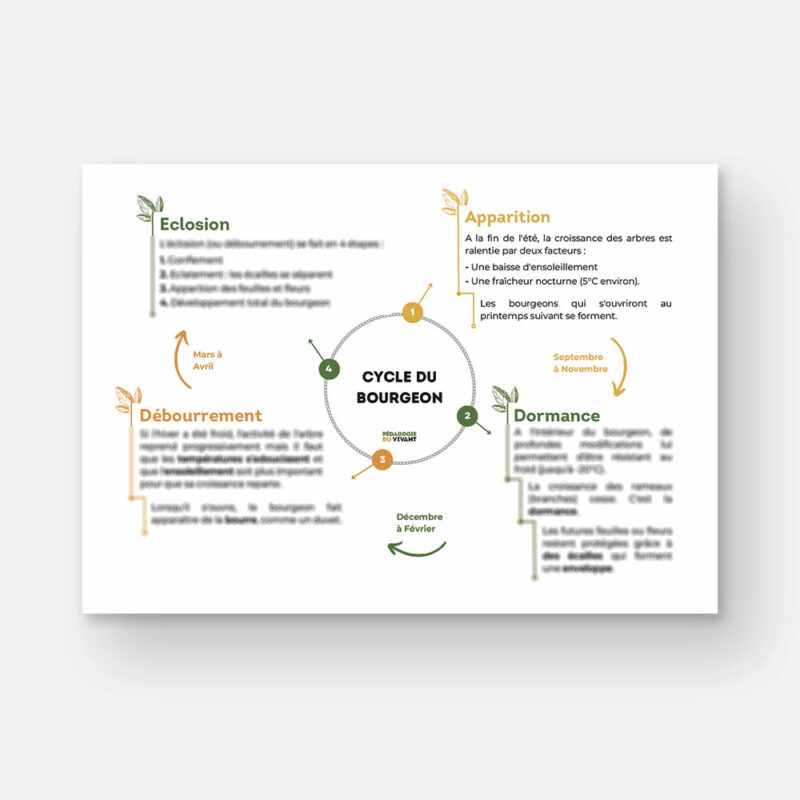 Une carte mentale présentant le cycle du bourgeon.