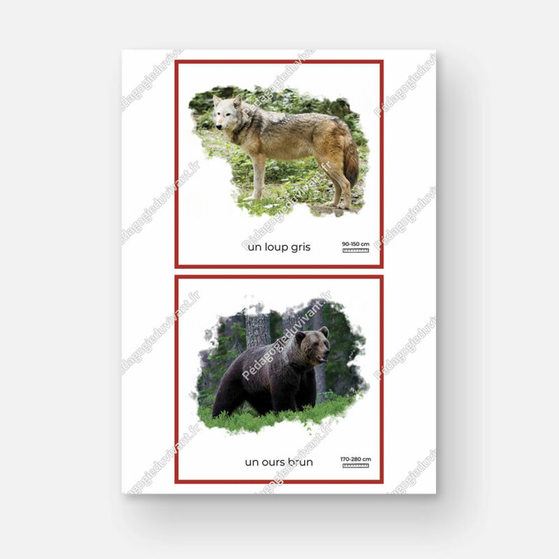 Page avec les images représentant un loup gris et un ours brun (avec les noms).