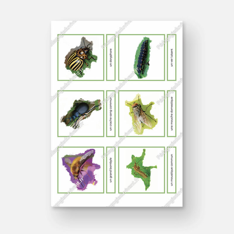 Page avec les images plus petites de plusieurs insectes (avec le noms).