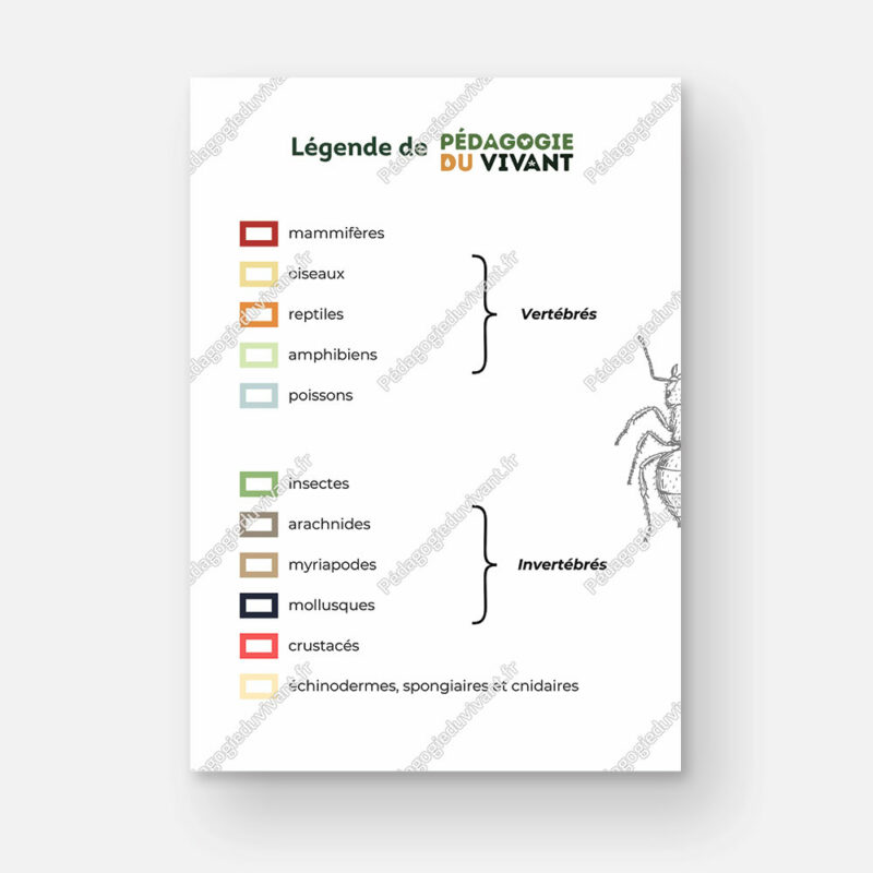 La légende que l'on trouve dans les fichiers de Pédagogie du Vivant, divisée en 2 parties : les vertébrés et les invertébrés.