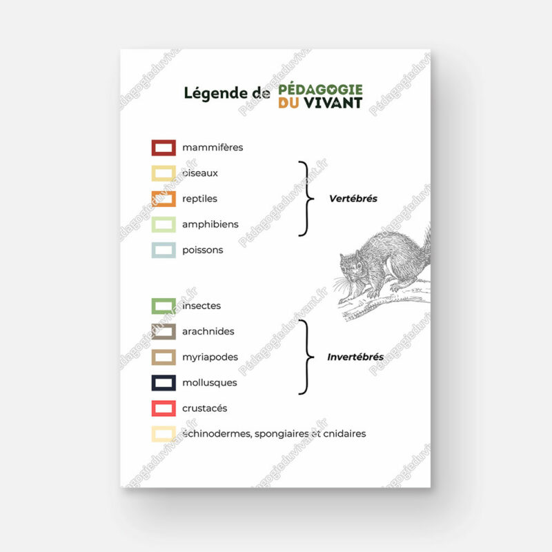 La légende que l'on trouve dans les fichiers de Pédagogie du Vivant, divisée en 2 parties : les vertébrés et les invertébrés.