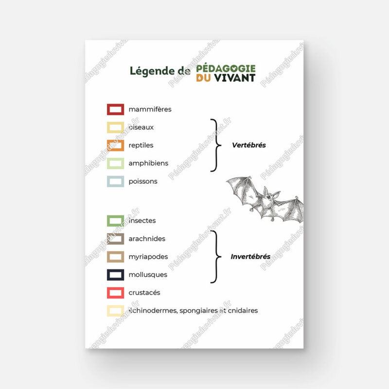 La légende que l'on trouve dans les fichiers de Pédagogie du Vivant, divisée en 2 parties : les vertébrés et les invertébrés.