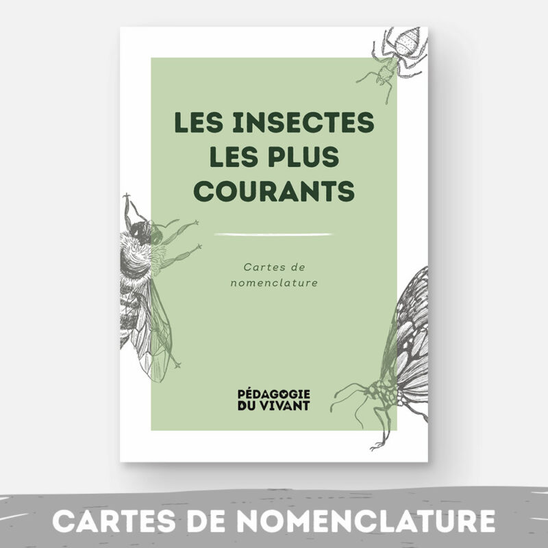 Couverture du fichier les insectes les plus courants.