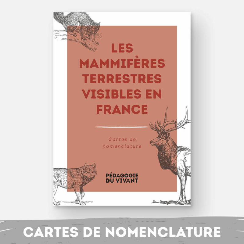 Couverture du fichier les mammifères terrestres visibles en France.