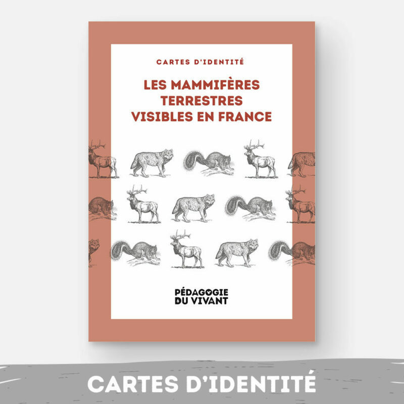 Couverture du fichier les mammifères terrestres visibles en France métropolitaine