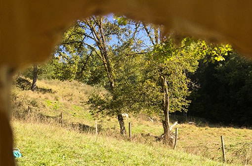 #13 « Forest school : un pas de côté pour enseigner autrement » – avec Queenie, enseignante.