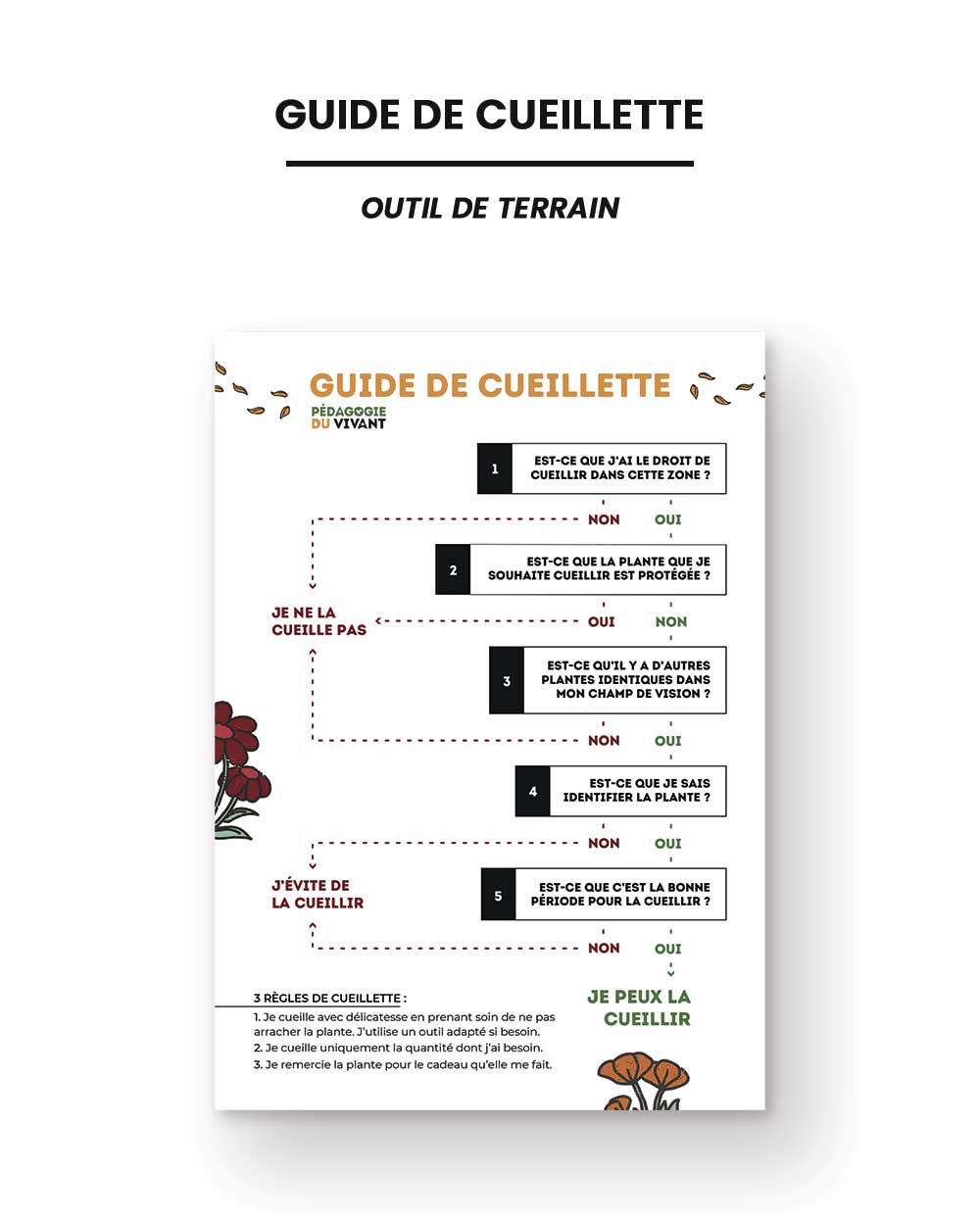 Une carte mentale présentant la pollinisation des fleurs par les insectes.