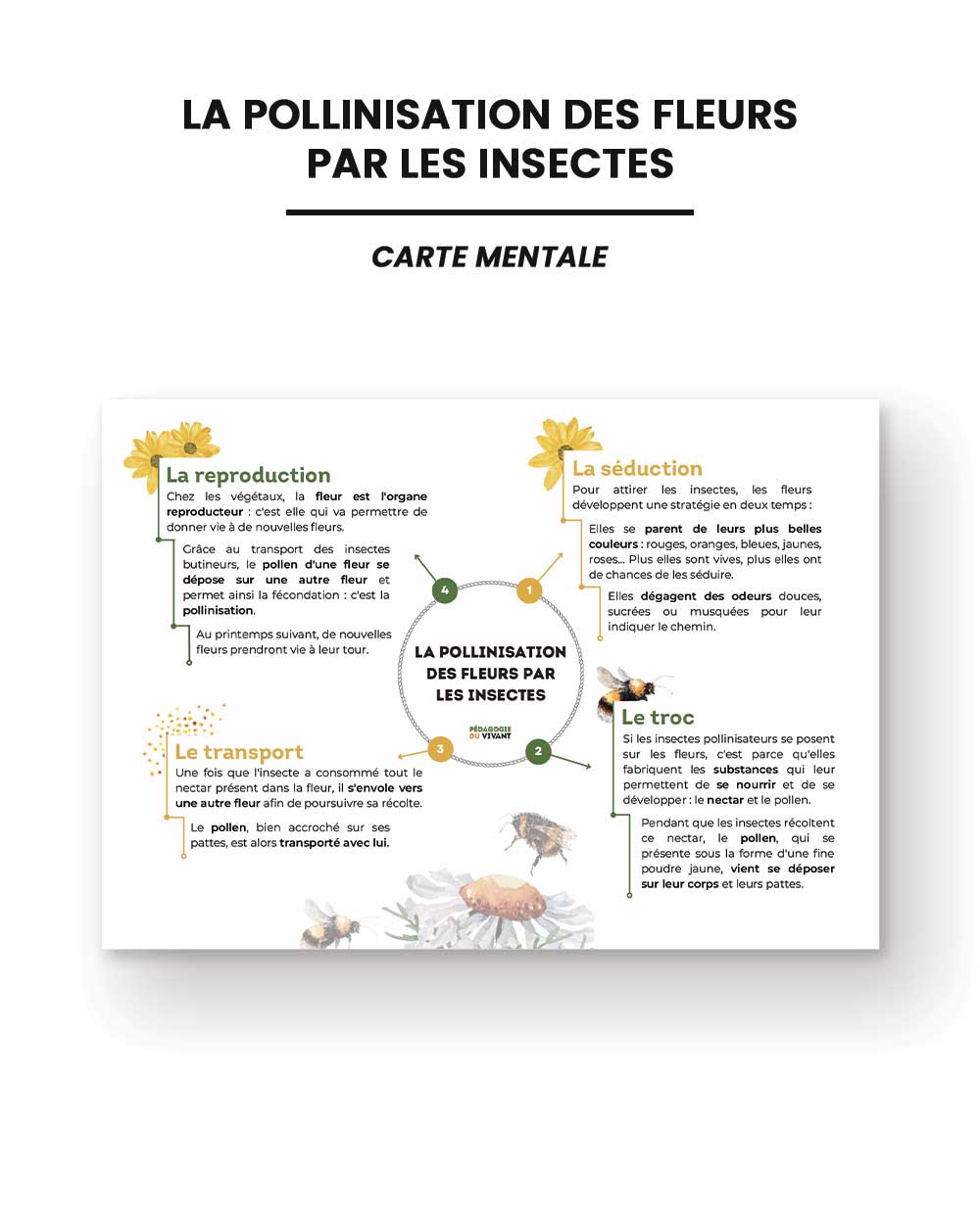Une carte mentale présentant la pollinisation des fleurs par les insectes.